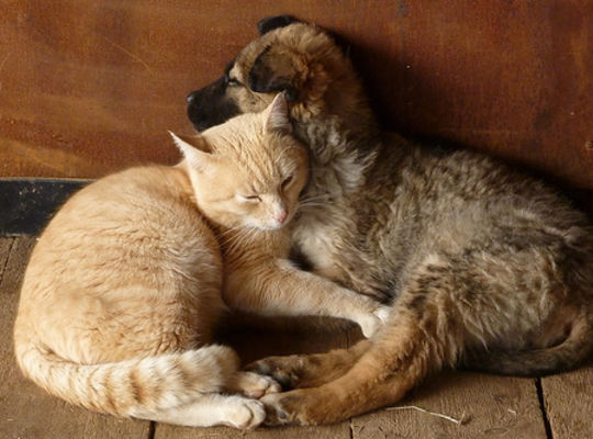 犬　猫