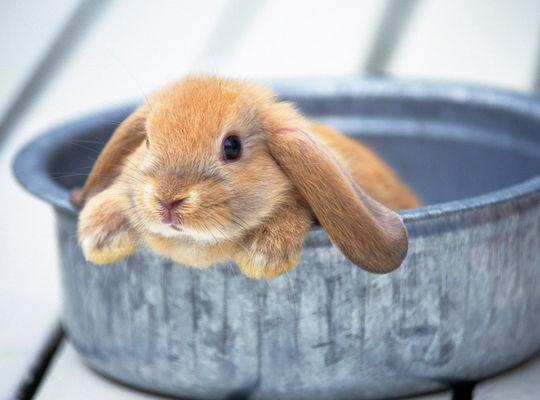 うさぎ