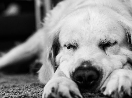 犬